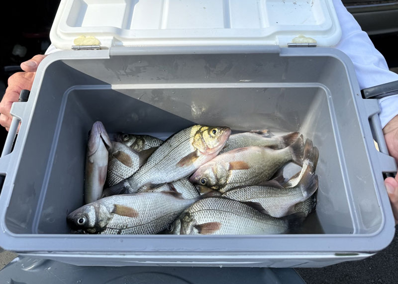 perch fish