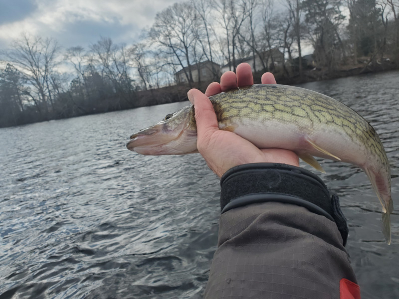 pickerel in hand