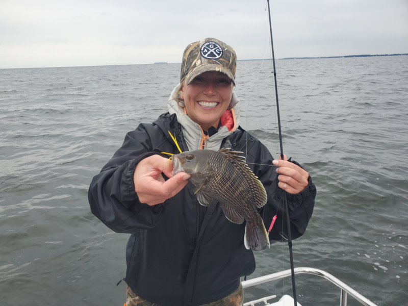 sea bass in the chesapeake
