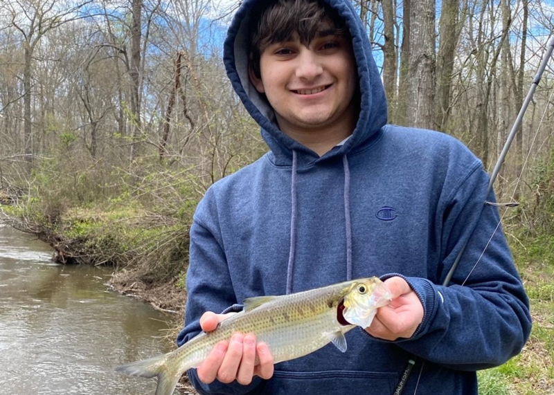 middle bay shad