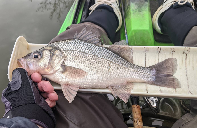 big white perch