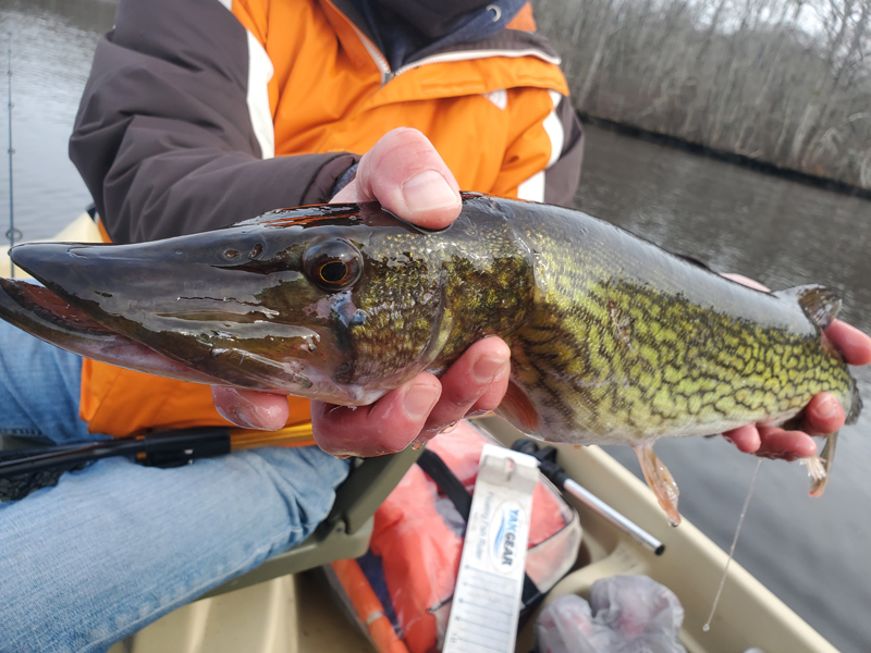 mid bay pickerel