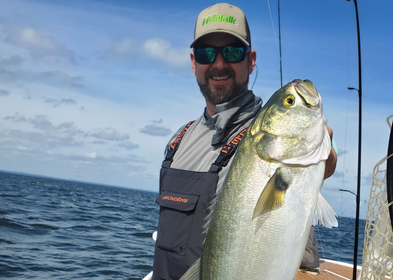 bluefish near poplar island