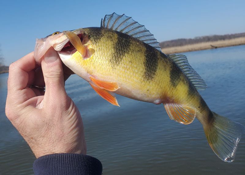 mid bay yellow perch