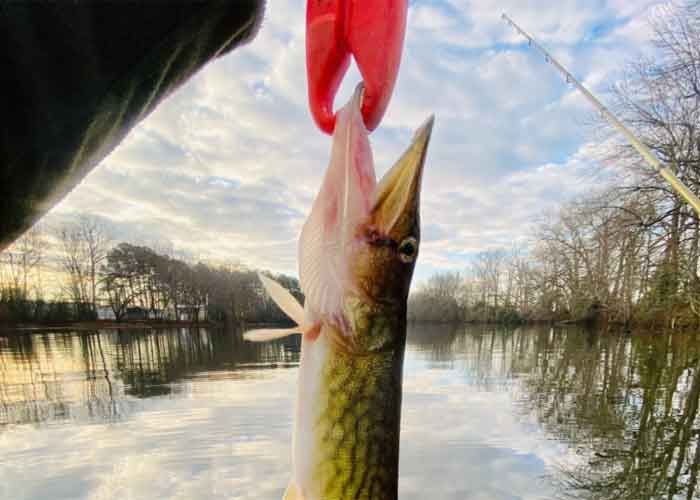 pickerel on a fish grip