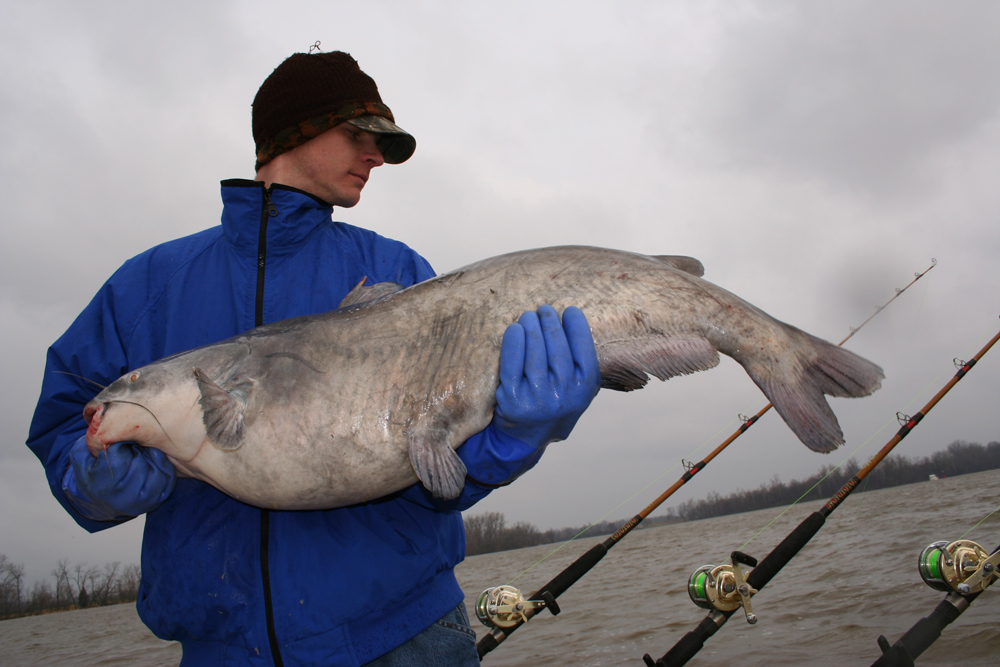 monster blue catfish