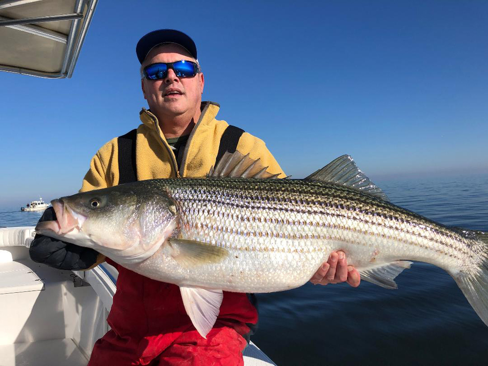 big southern bay rockfish