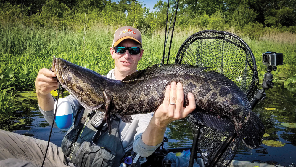 huge snakehead fish