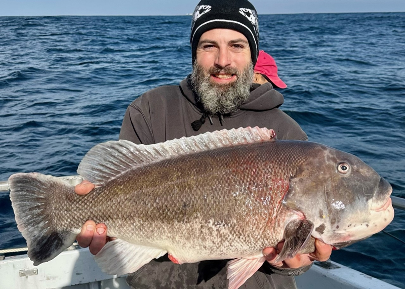 huge ocean tautog