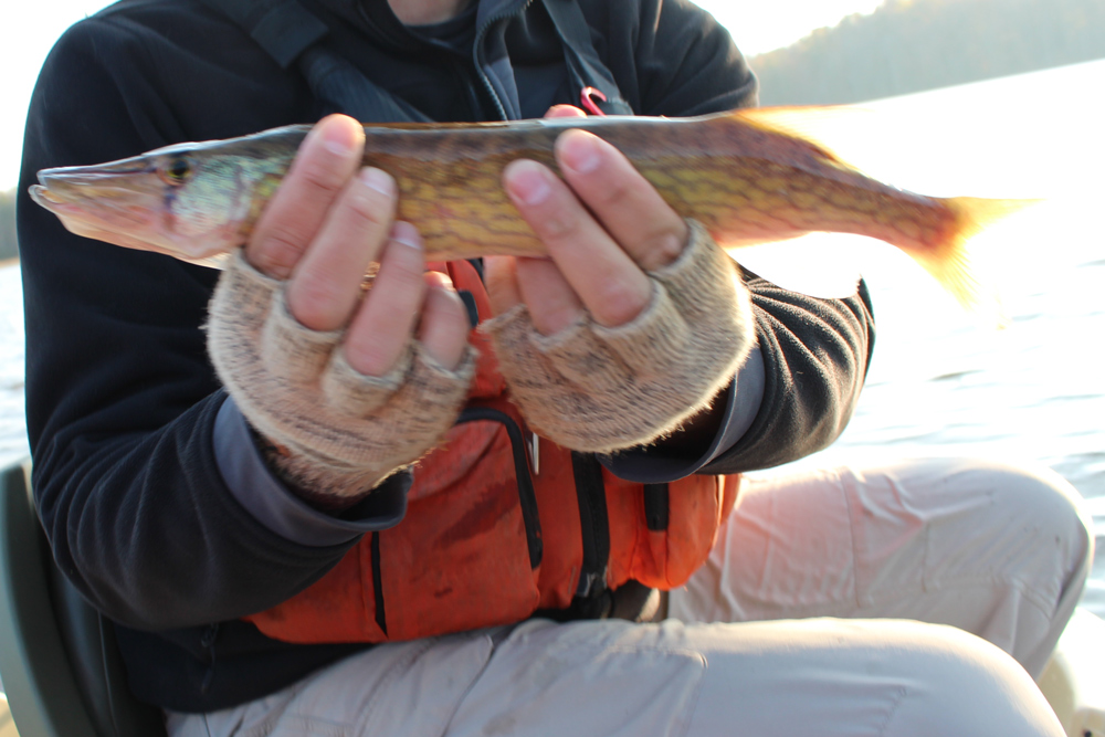 fishing for chain pickerel