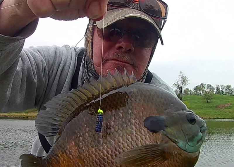 bluegill ate a mule jig