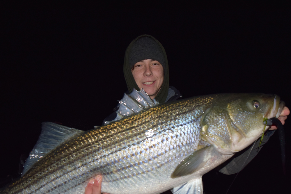 striped bass fishing