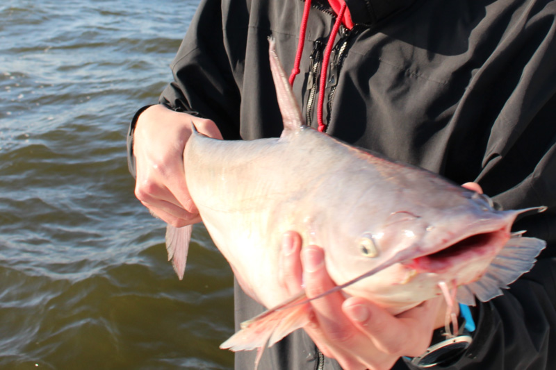 catfish fisherman with his fish