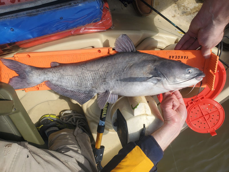 catfish being measures