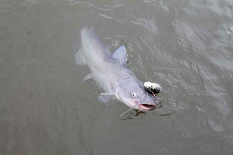 blue catfish on a hook