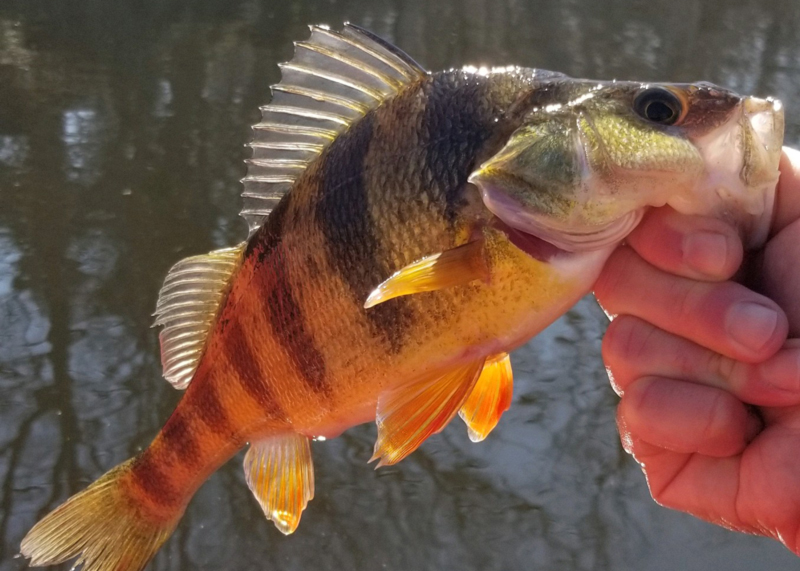 upper chesapeake yellow perch