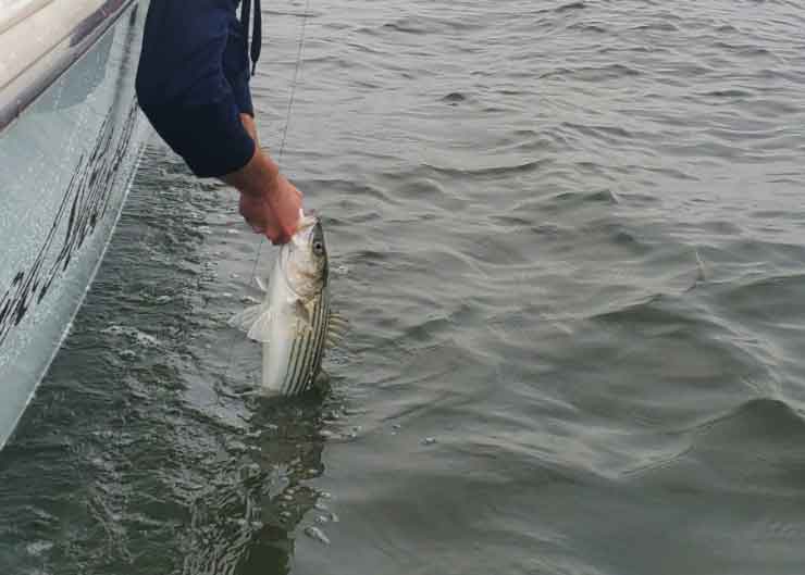 fishing report for chesapeake