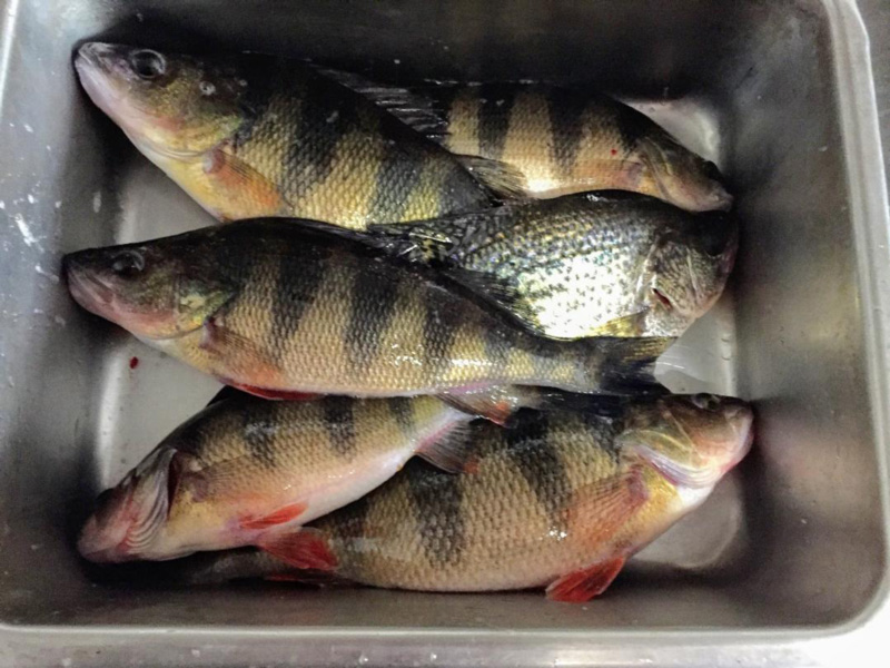 perch in a sink