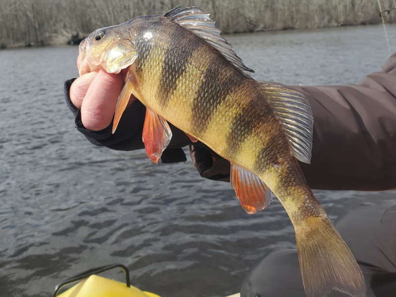 winter yellow perch