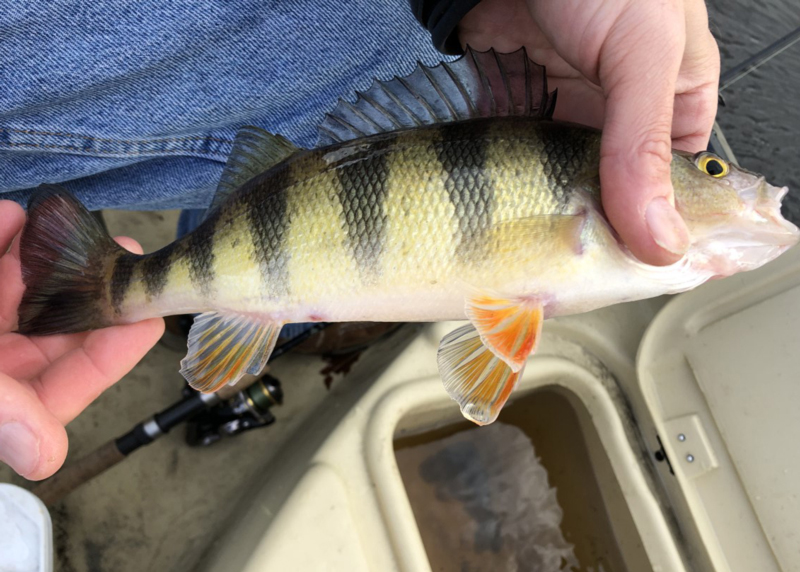 yellow perch in a boat