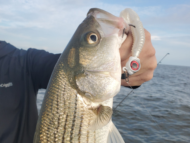 rockfish on a jig