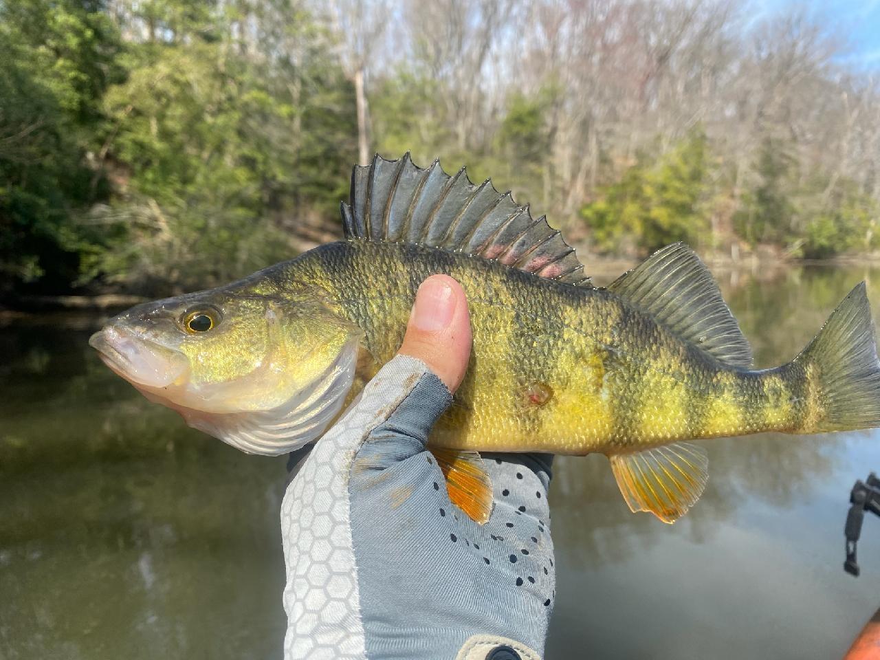 fishing report for perch