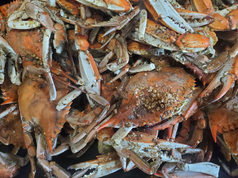 catching crabs late int he fall