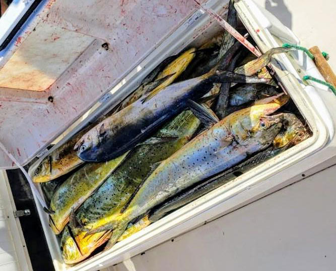 lots of dolphinfish in a cooler