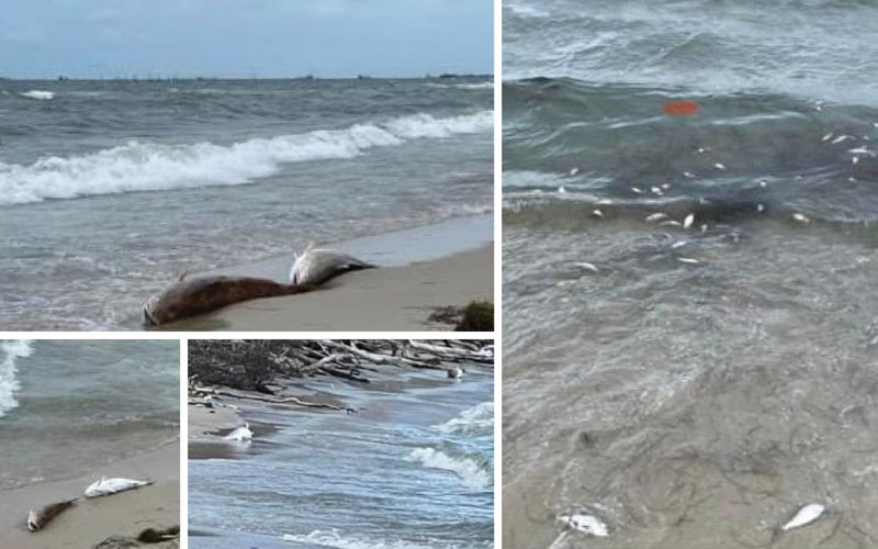 dead fish on the beach in virginia from omega