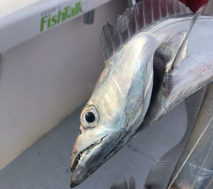 ribbonfish picture