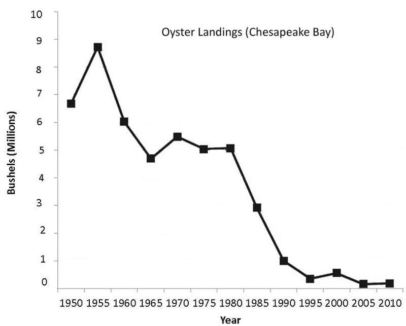 chart of oyster harvest in chesapeake bay