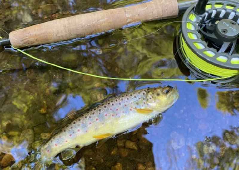 trout fishing report