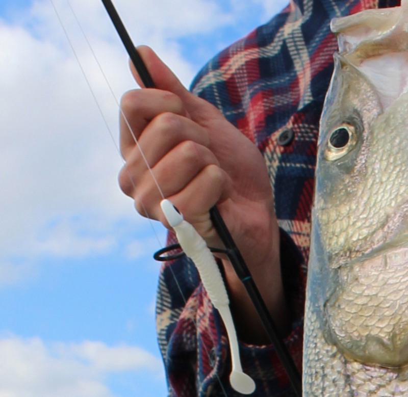 Fishing for Beginners: How To Jig Soft Plastic for Rockfish (Striped Bass)