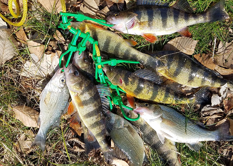 yellow perch and white perch mixed bag