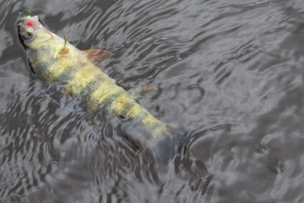 yellow perch