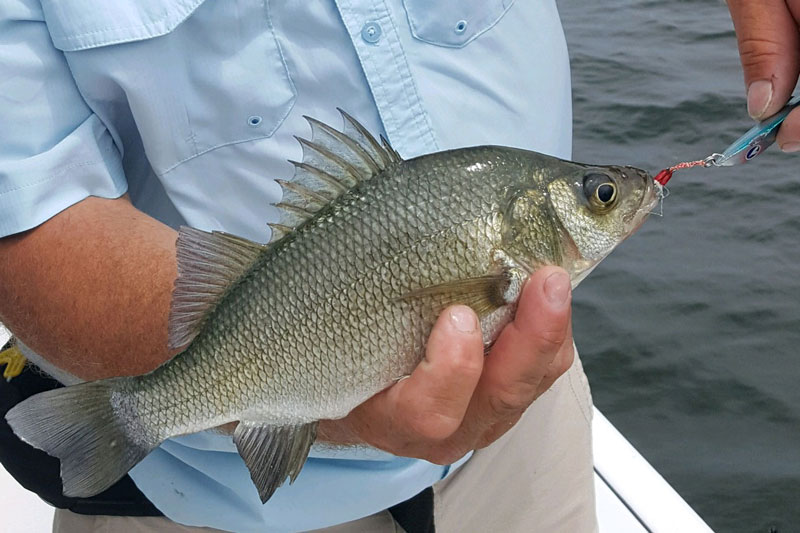 white perch caught on a spoon