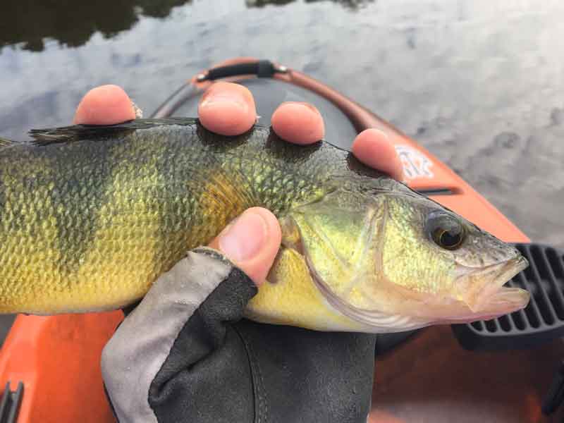 perch in a kayak