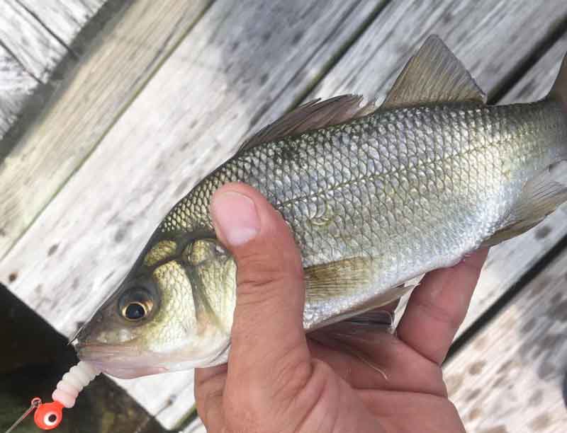 white perch for dinner