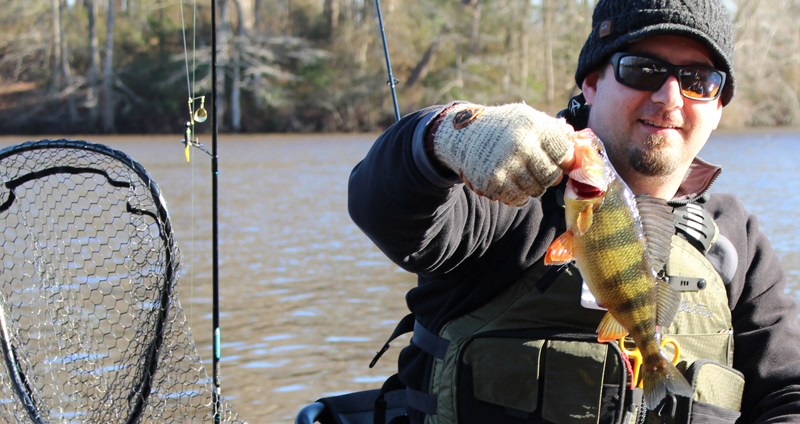 yellow perch on beetle spin