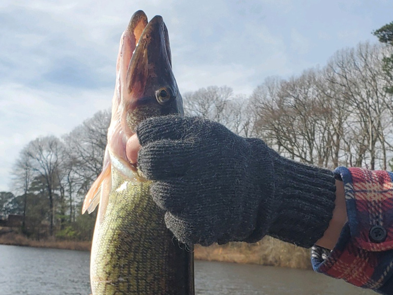 angler with a pickerel fish