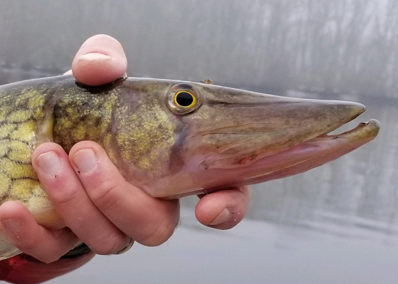 magothy river pickerel fishing