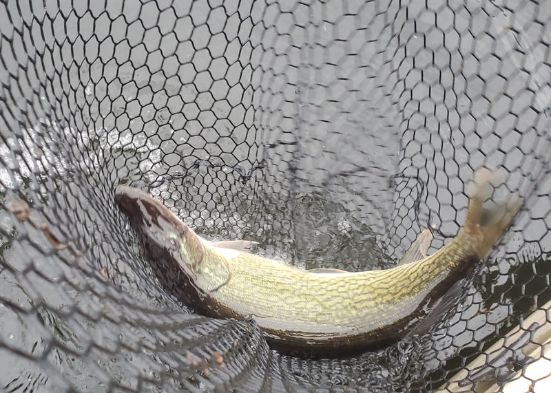 pickerel in a net