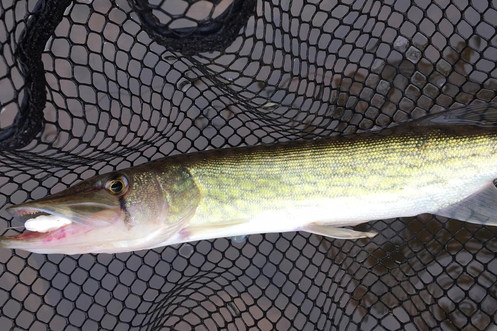 catching pickerel in delmarva