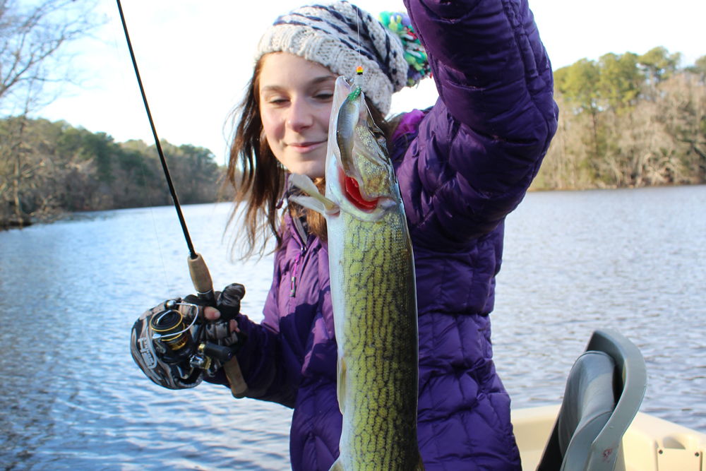 pickerel in freshwater lake