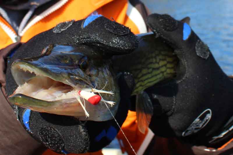 pickerel with a shad dart in its mouth