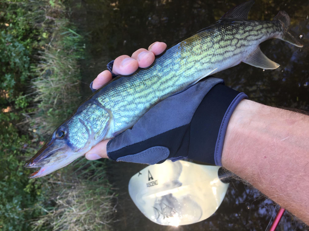 caught a pickerel