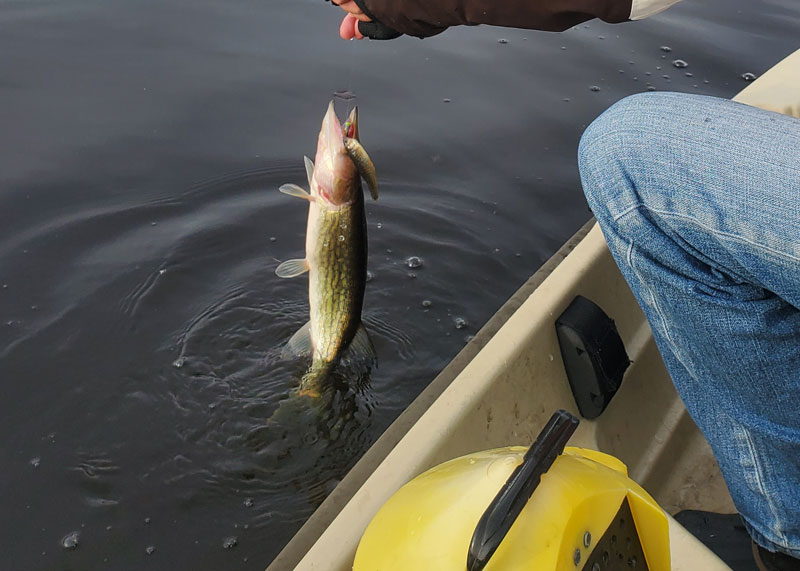 minnow fishing for pickerel