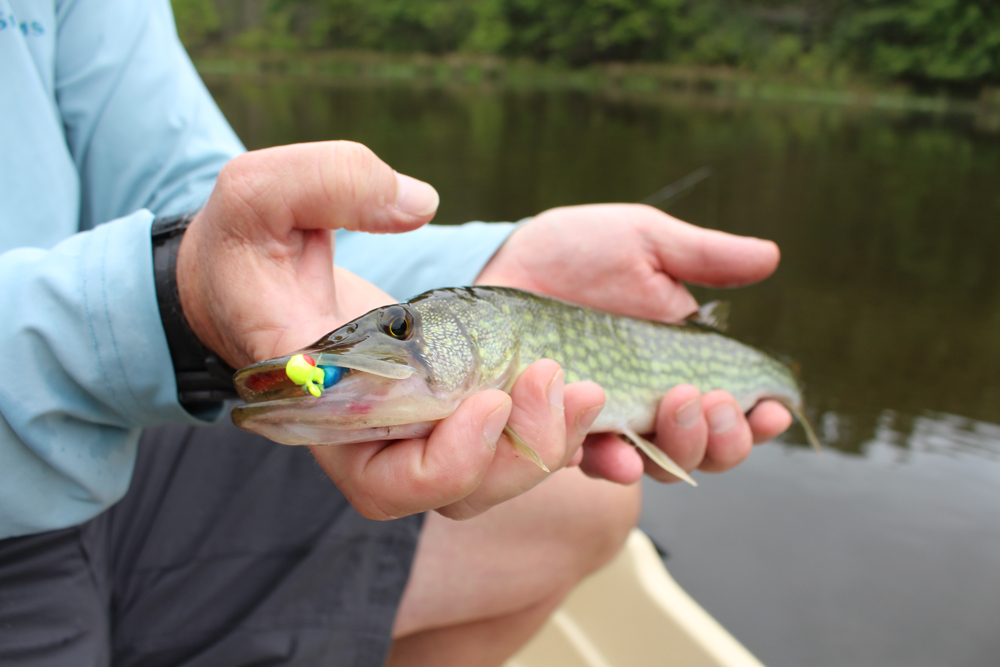 fishing for pickerel in a lake