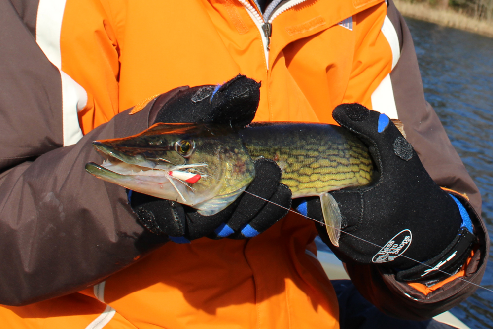 fishing for pickerel