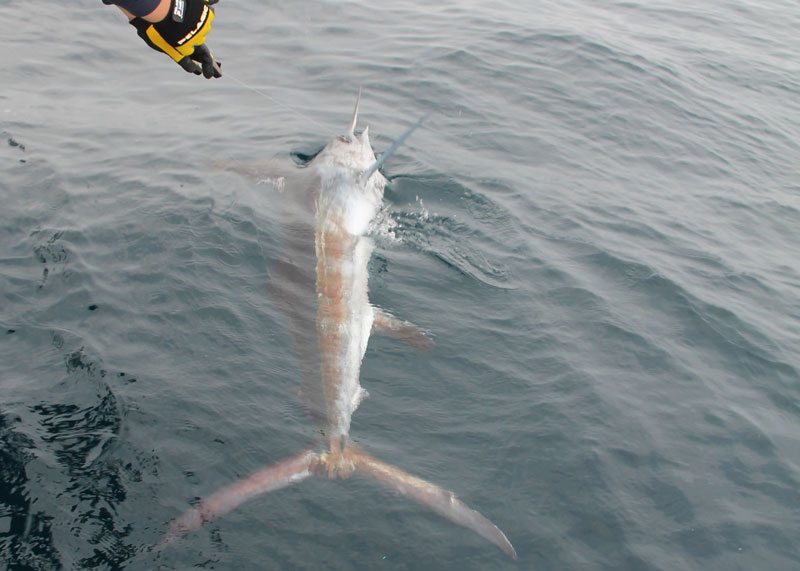 white marlin caught on a pitch bait